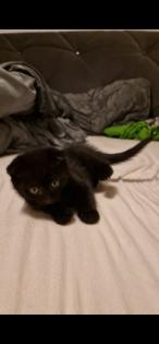 Britisch Kurzhaar Kitten
