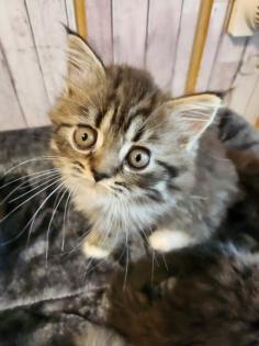 Maine Coon Perser Katze