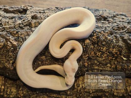 Diverse Pied / het. Pied Jungtiere suchen noch ein neues Zuhause