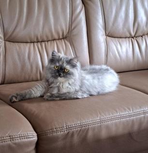 Perserkatze abzugeben