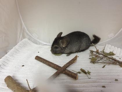 Chinchillajungtiere Angora