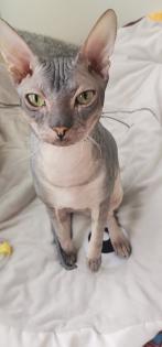 Don- Canadian Sphynx/ Sphinx Kitten