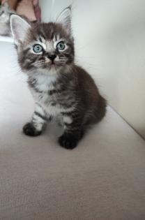 Ragdoll Main Coon Jungs suchen Zuhause