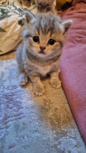 Zuckersüße BKh Kitten reinrassig suchen liebevolles Zuhause