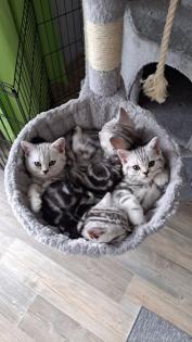 Bkh Kitten whiskas/ tabby