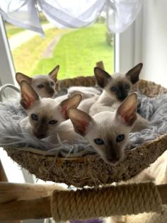 Siamkitten aus Zucht mit Herz