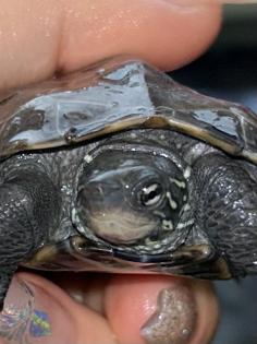 3 Kleine Dreikielschildkröten