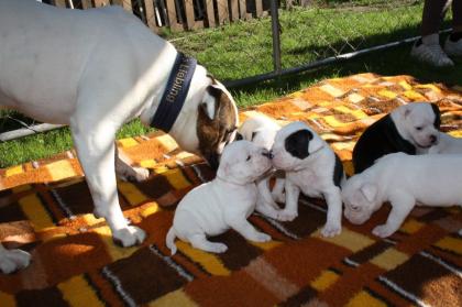 American Bulldog Welpen suchen Traumschloss