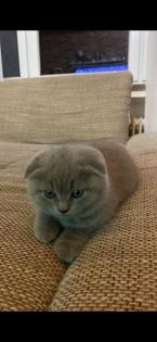 British Fold Kitten grau