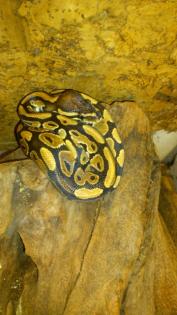 Königspythons Het Piebald / Het Albino 1 0 Yellow Belly