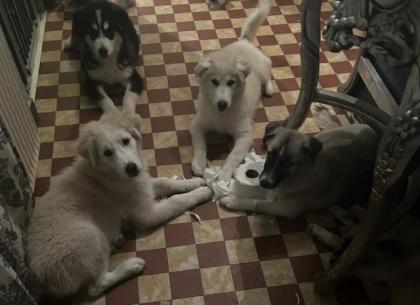 Husky Mix Welpen