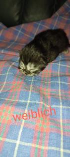 Reinrassige Perser Kitten