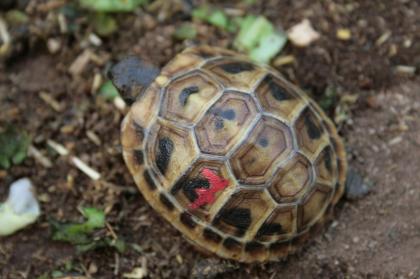 Griechische Landschildkröten Thb. un Thh. kleinbleibende Unterart aus dem westlichen Mittelmeerr