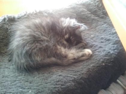 Maine Coon Mixe abzugeben
