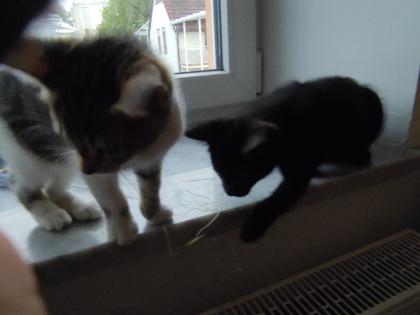 Kitten Kätzchen Babykatze Katzenbaby EKH