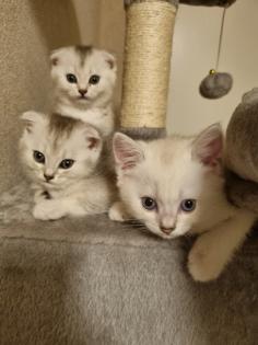 Britisch Kurzhaar Kitten