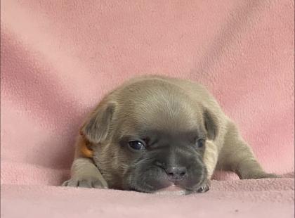 Französische Bulldogge mit Papiere