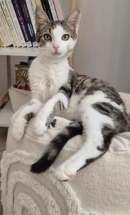 Titi - ein kleiner verspielter Schmusekater