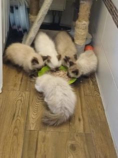 Ragdoll-Kätzchen suchen ein neues liebevolles Zuhause