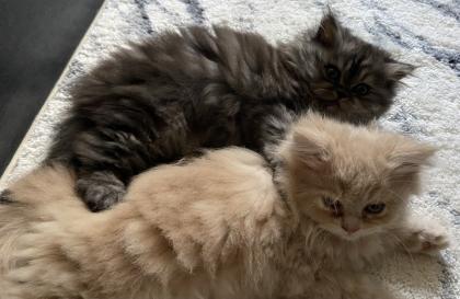 Perser Kätzchen mit Nase entwurmt und stubenrein Elterntiere im Haushalt