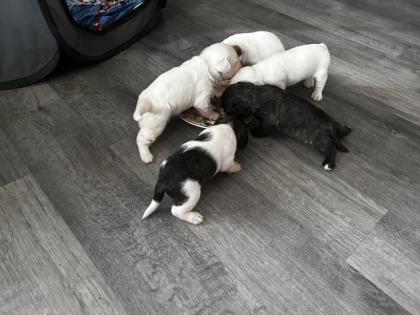 Frenchiepoo Französische Bulldogge x Toy Pudel