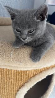 BKH kitten Mädchen