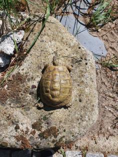 Griechische Landschildkröte Thb Weibchen adult 15 Jahre alt eierlegend