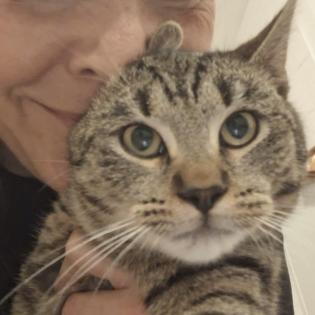 Fundkatze Gino sucht ein Zuhause