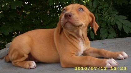 Pitbull Welpen es sind noch 2 kleine Hündin zu vergeben 449 -Euro -