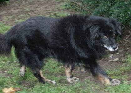 Olli - irrt herum wird gemobbt und weint - ein alter Hund dessen Gefährtin tot