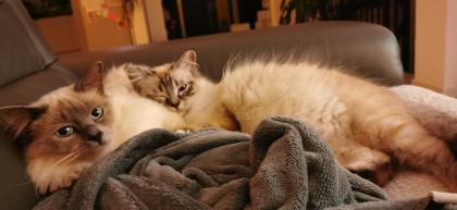 Heilige Birma Kitten - reinrassig suchen ein liebevolles Zuhause