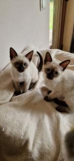 Kitten Süße Thai - Kitten alter Typ