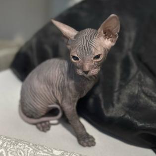 Don- Canadian Sphynx/ Sphinx Kitten