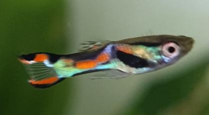 Endler Guppy Gruppe abzugeben nur noch bis 14. 07.