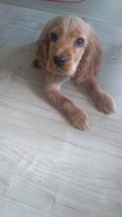 Welpe Cocker Spaniel