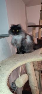 Reinrassige Perser Kitten