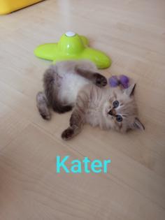 Kitten Heilige Birma