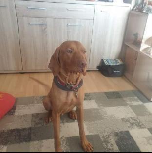 Karli sucht dringend ein neues Zuhause