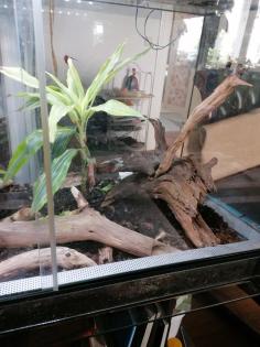 Terrarium mit zwei Jungferngeckos und viel Zubehör