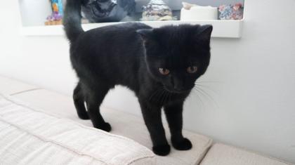 Kater BKH - schwarz/dunkelbraun - 5 Monate alt