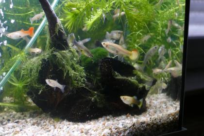 Guppy-Weibchen gelb und normal