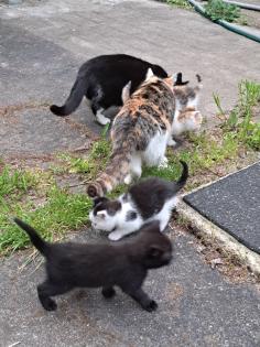 Süsse Katzenkitten Suchen neuen Dosenöffner