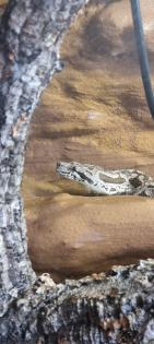 1. 0 Südliche Madagaskarboa