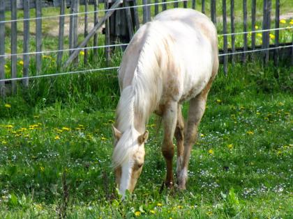 American Paint Horse Stute 06/2020 Palomino