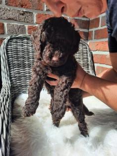 Goldendoodle Welpen