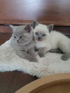 BKH Kitten Abgabebereit