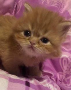 Perserkitten Perserbabys