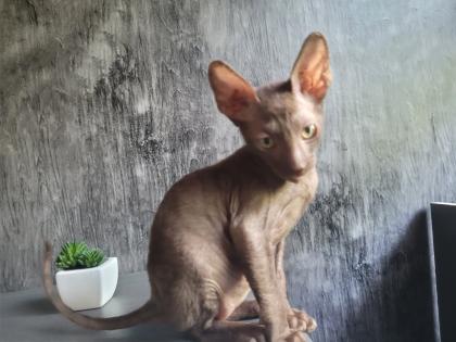 Wunderschönes Cornish Rex Katerchen in chocolate