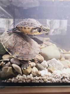 Wasserschildkröten mit Aquarium und Zubehör