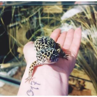 2 Leopardgecko Weibchen mit Terrarium